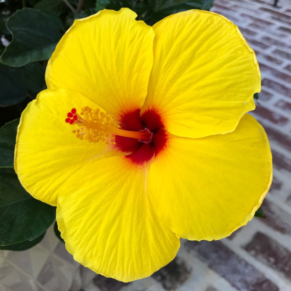 Meet your Posher, Monique